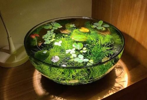 想让莫丝水草快速生长？试试增加光照和施肥