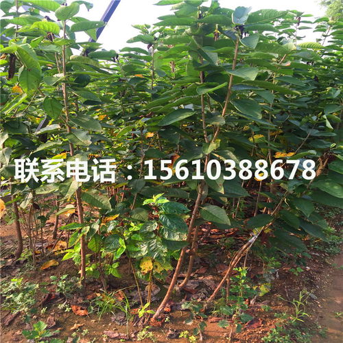 实验对比：如何提升三年陈种子的发芽率