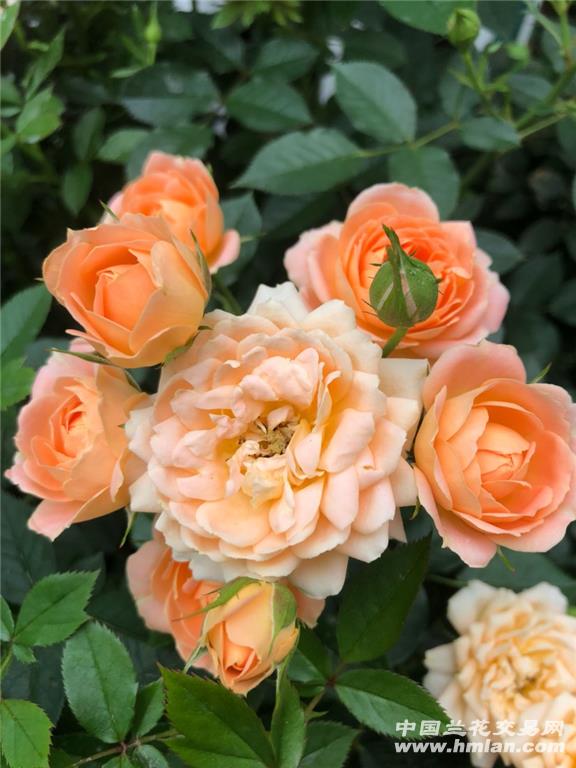 蓝色风暴：初入坑月季的花友的蓝紫色灌木首选品种