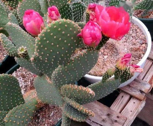 木棉与仙人掌：耐寒的伙伴