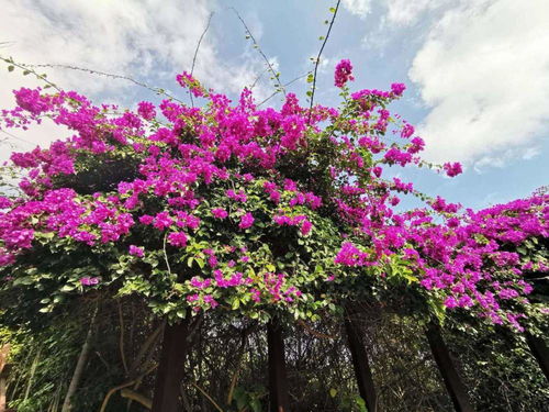 阳台四季花海，藤本花卉盛宴