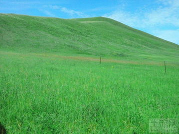 荒地变宝， 耐旱草种的神奇魔法