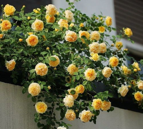 第二款：藤本樱霞月季