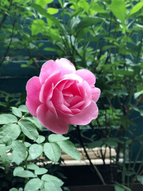 粉晕香水月季， 悠久的历史与美丽传说