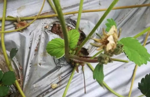 炭疽病：叶缘的焦枯危机