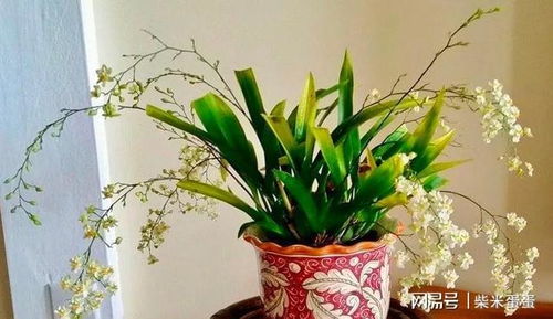 龙吐珠花养殖指南：在家养护是否适宜？