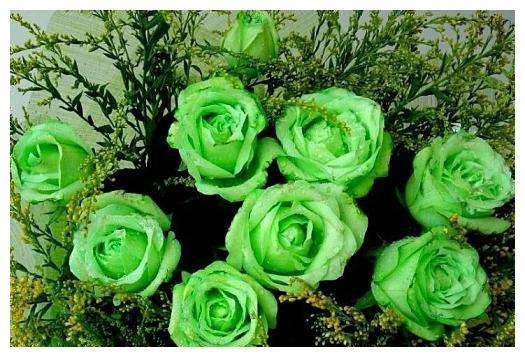 绿舞裙：法国培育， 清新浪漫