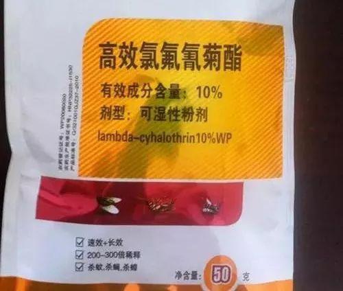 月季茎蜂用什么高效药物能有效治疗