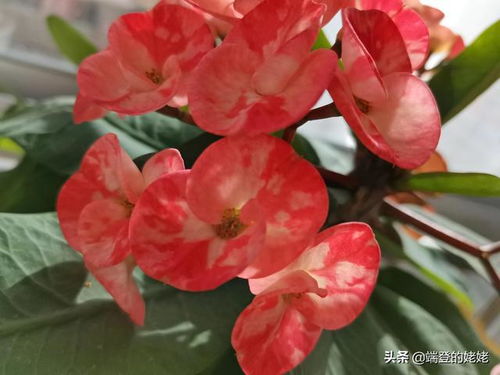 花期的长短揭秘