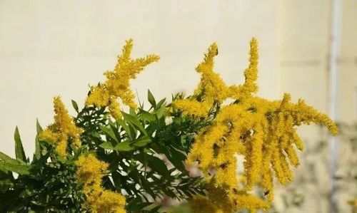 菊花是菊科植物？松树属于松科