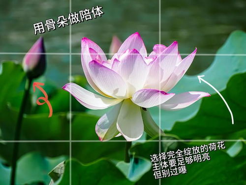 荷花怎么拍才好看？看这份荷花的图片大全