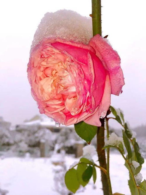 浓香月季的品种推荐：各具特色， 香气浓郁