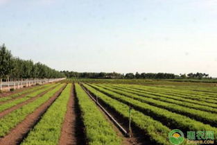 园林苗圃：杂草的防除之道