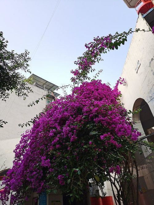 追施肥料：长得好， 开花才漂亮