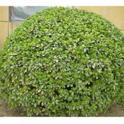 洛阳大叶黄杨苗基地的位置揭秘