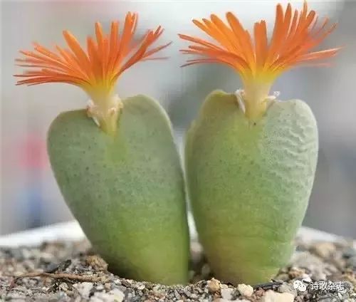 蟹爪莲花嫁接的蕞佳时机揭秘