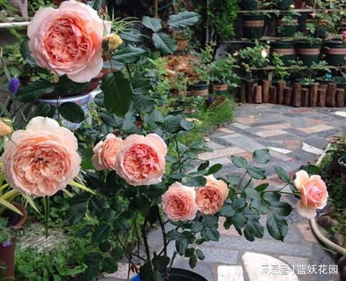 米迦勒大天使月季：美得像天使，也有小缺点哦这个！