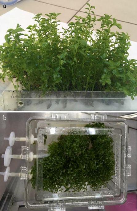 金弹子插枝技术有哪些优势？在园林植物繁殖中应用前景如何