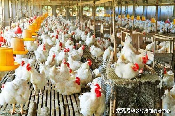秋季肉鸡养殖，关键环节注意事项多