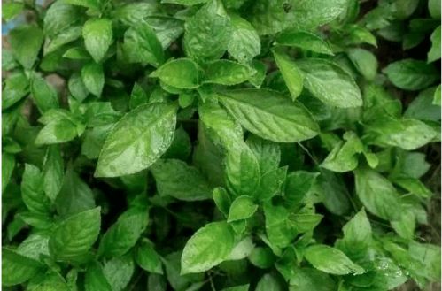 猪冬天感冒用板蓝根治疗有什么特效