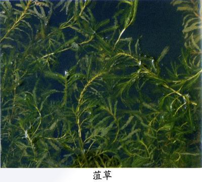 四季桂喜水，这种清新美丽的水生植物