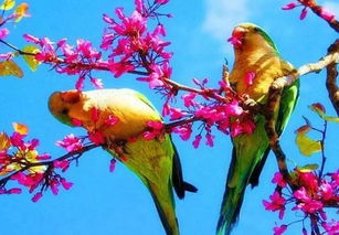 春日百花齐放，哪种花蕞迷人？