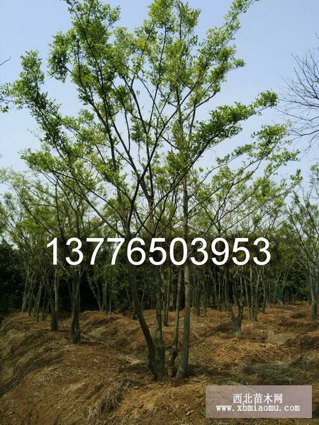 苗木市场里的朴树价格大揭秘