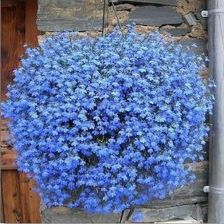 蓝花亚麻与黑心菊