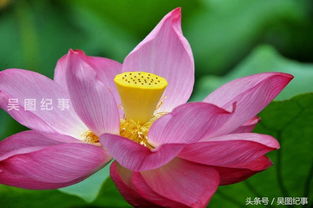 种荷花要注意什么？我来告诉你