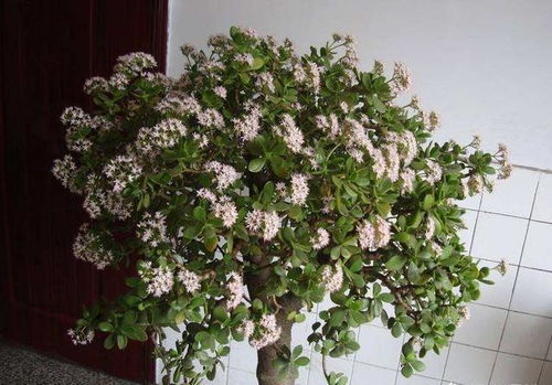 二、 玉树开花，耐心等待是关键