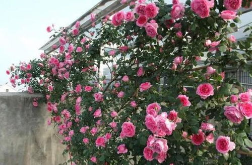 9. 查尔斯·达尔文