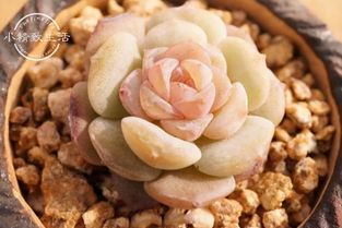 多肉植物变猪肝色：揭秘背后的原因及影响