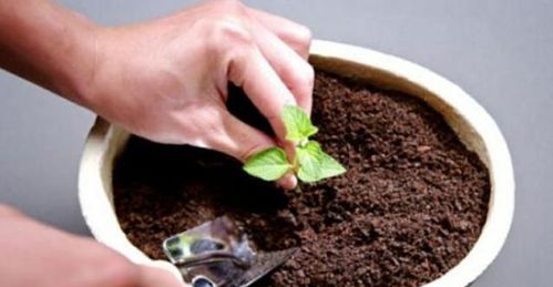 花卉土的板结问题