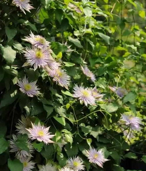 藤本花卉品种，数不胜数