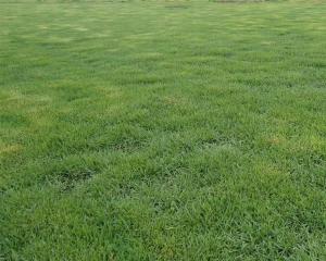 草坪草选种：耐踩踏又省钱的秘密武器