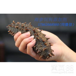 海参饲料发酵失败后如何运用三招解决化皮病难题，提升育肥速度40%？