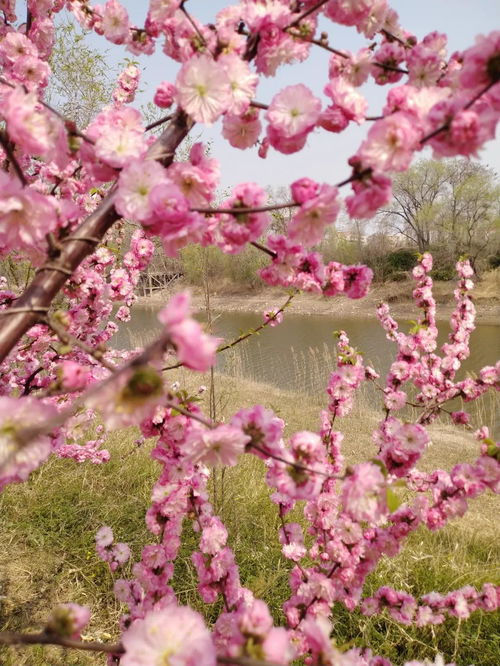 榆叶梅的花朵特点