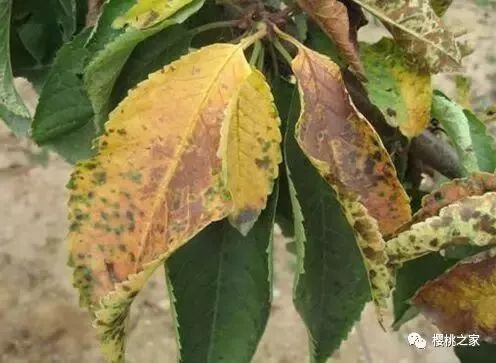 草木灰也Neng救命