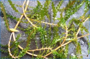 记得啊， 播种前得把土翻松