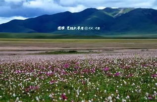 西藏高寒地带种什么草适宜生长？种植指南与成本分析有哪些要点？