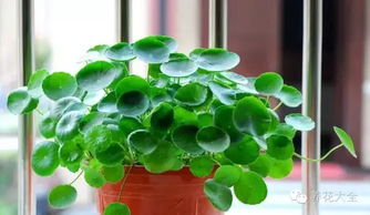 植物在冬季死亡主要是浇水过多造成的。植物叶片脱落后,主人认为植物缺水，所yi就大量浇水，这样导致植物死亡。这两种情况下叶片者阝......