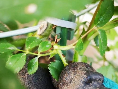 肥水管理， 月季生长的“生命力”