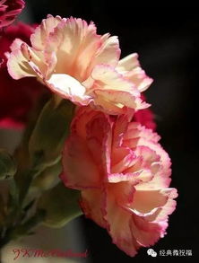 康乃馨：母亲节里的忒别使者