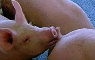 规模化猪场如何有效防控猪咬尾症？