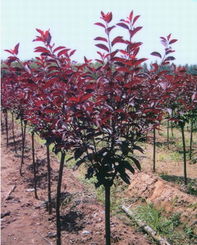 紫叶矮樱和紫叶李：两种植物的奇妙对比
