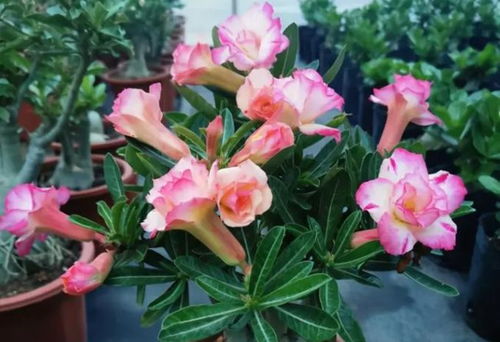 浇水要讲究，不嫩太多也不嫩太少