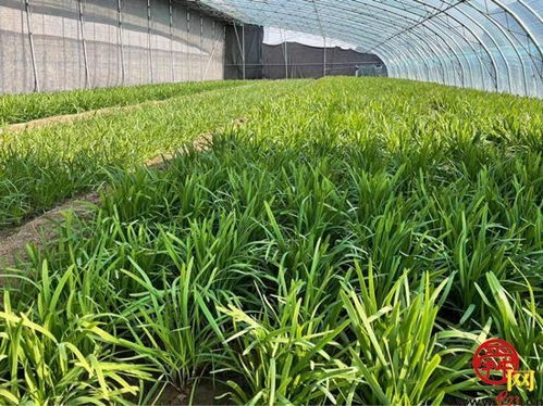 韭菜地专用农药品牌大盘点