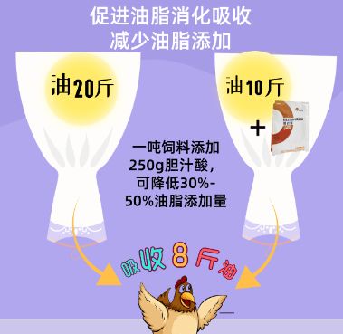 饲料中添加多少溶菌酶才能在成本效益上达到最佳平衡？