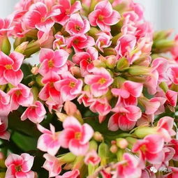 五到六月的花种选种误区大盘点