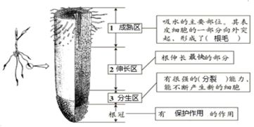 浇根是关键，水分如何直达根部